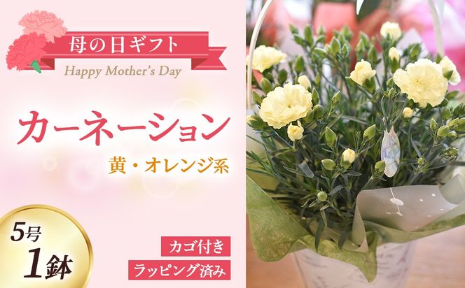 【母の日ギフト・先行予約受付】カーネーション（黄・オレンジ系5号鉢）母の日 カーネーション バスケット ラッピング ギフト仕様 ギフト 宮崎県 小林市