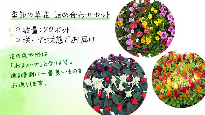 メディア出演多数のプロが厳選！季節の草花 【 春 】 詰め合わせセット（約20ポット） 花 花苗 ガーデニング 寄せ植え 花壇 プランター 確実園 確実園園芸場 川原田邦彦 ペチュニア マリーゴールド ガザニア 白妙菊 シロタエギク キンギョソウ ヒメキンギョソウ アルメリア アソート おまかせ