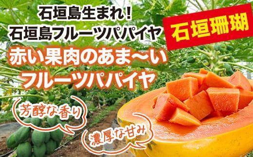 フルーツパパイヤ４kg 【 パパイヤ フルーツパパイヤ 果物 くだもの フルーツ 果実 国産 沖縄県 沖縄 石垣 石垣島 石垣市 】ZH-14