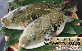 国産とらふぐ1匹（てっちり鍋4人前） 魚貝類 フグ 
