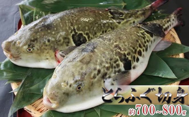国産とらふぐ1匹（てっちり鍋4人前） 魚貝類 フグ 