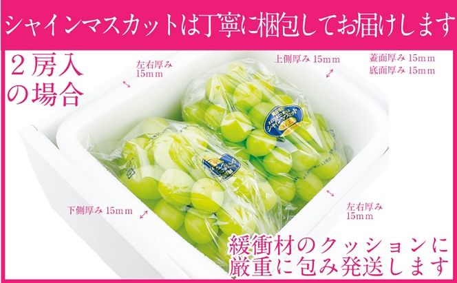 ぶどう 2026年 先行予約 シャイン マスカット 晴王 2房（合計約1.2kg） ブドウ 葡萄  岡山県産 国産 フルーツ 果物 ギフト 