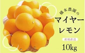 【先行予約】橋本農園のマイヤーレモン 10kg【2026年12月中旬から2027年1月中旬までに順次発送】 / レモン マイヤーレモン 檸檬 先行予約【mht007】