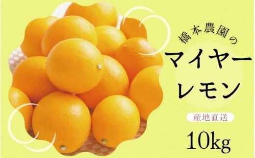 【先行予約】橋本農園のマイヤーレモン 10kg【2024年12月初旬から2025年1月初旬までに順次発送】 / レモン マイヤーレモン 檸檬 先行予約【mht007]】