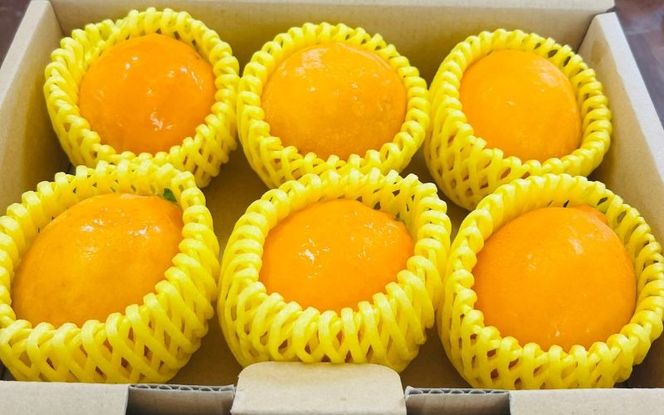 y{錧OJzyĒIz܂Ŕ  6Zbg 720g  /  nEX EG ʕ  k x ʏ` _ { VN Yn ywakuyaengei004z