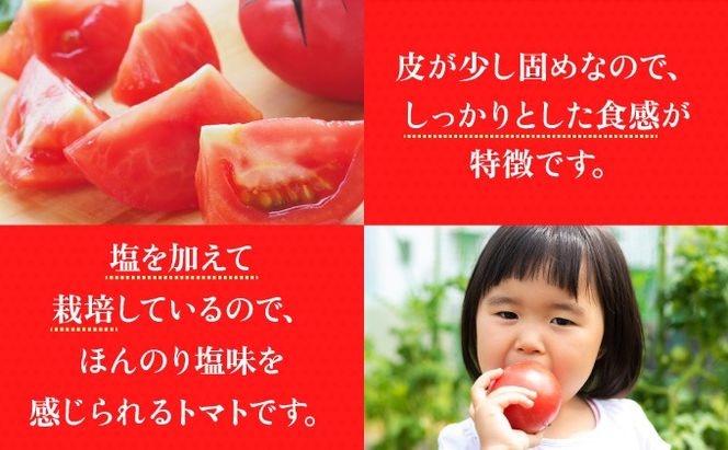 【2026年 発送 】 先行予約 北海道 伊達市 高糖度 トマト 北赤妃 きせき 約1kg  1箱 Mサイズ とまと 新鮮 ジューシー 産地直送