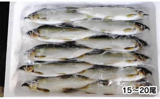 【2026年5月以降発送】【先行予約】延岡どれ鮎（冷凍）1.5kg N017-YZA174