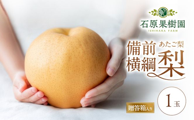 梨 2026年 備前横綱梨（あたご梨） 1玉 (1～1.4kg) 贈答箱 【11月下旬～12月中旬頃発送】ナシ なし 岡山県産 国産 フルーツ 果物 ギフト 石原果樹園 
