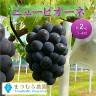 2026年 早期受付 ぶどう ピオーネ 約2kg（3～4房）岡山県高梁市産 まつむら農園 個装箱入り 葡萄 ブドウ 贈り物