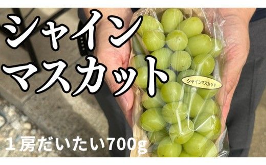【 藤澤ブドウ園 】 こだわり の シャインマスカット 1房 約700g 2026年産 先行予約 ぶどう ブドウ 葡萄 フルーツ [AH005ci]