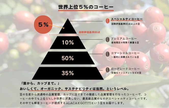 G1405 スペシャルティコーヒー焙煎豆 中浅煎り 300g 定期便 全12回 12か月【毎月配送コース】