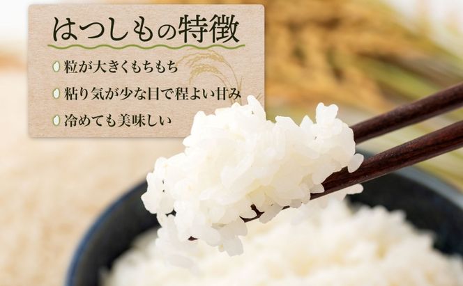 ＜先行予約＞令和8年産 はつしも 精米 20kg×1袋 低農薬 新米 お米 白米 米 ごはん 米 ご飯 ハツシモ R8年産 あっさり ブランド米 お取り寄せ 産地直送 送料無料 美濃グリーン 岐阜県 美濃市