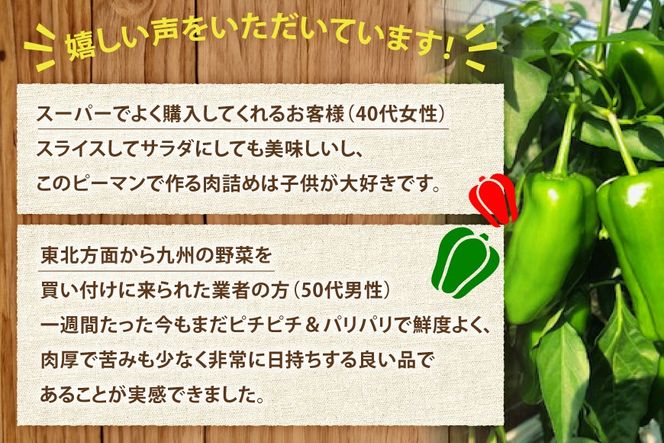 【期間限定発送】 ピーマン 宮崎県産ピーマン 2kg [東九農園 宮崎県 日向市 452061218] 宮崎 パリパリ 野菜 やさい サラダ 新鮮 BBQ