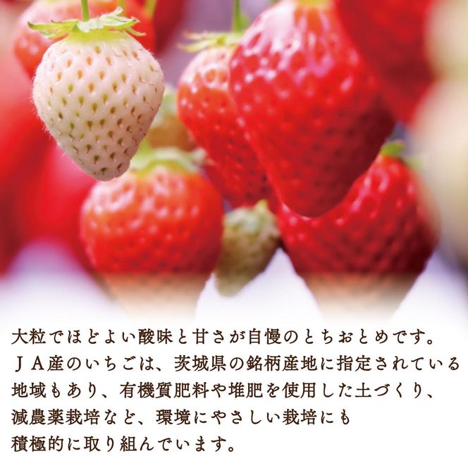 【2027年1月中旬より順次発送】JAなめがたしおさい直送「とちおとめ」1箱（4パック入）(AE-62)
