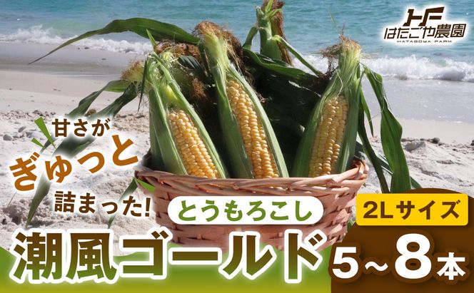 ［2027年発送 先行予約 夏の味覚］潮風ゴールド 2Lサイズ 5～8本 1セット とうもろこし トウモロコシ ゴールドラッシュ 黄色 スイートコーン 茹でとうもろこし 白浜町 304018_ET03
