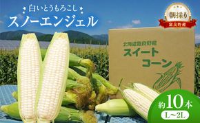 白いとうもろこし 「スノーエンジェル」 北海道富良野産 L～2L 約10本 [ とうもろこし とうきび コーン ホワイトコーン 野菜 北海道 富良野 ]
