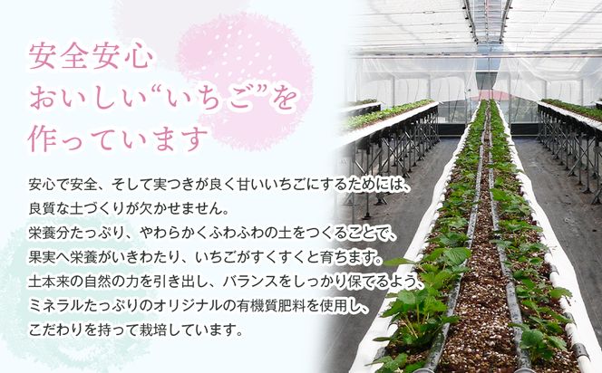 淡路島アイランドベリー　紅白いちご　淡雪/とちおとめ【2026年4月発送予約受付・お届け日指定不可】　[いちご]