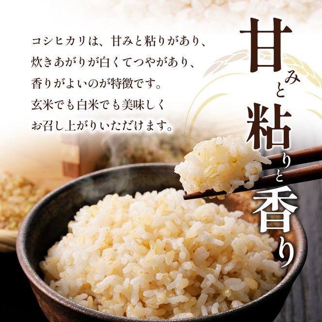令和8年産　新米「コシヒカリ」10kg（玄米）  お米 10kg 
