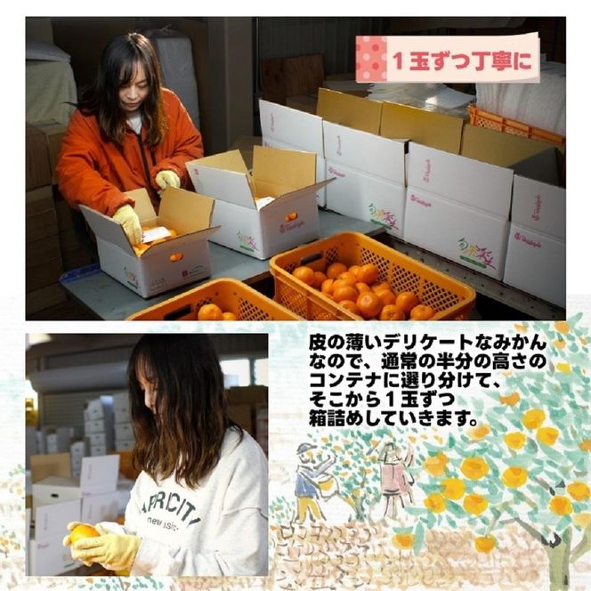 有田みかん しにせの味 約3kg S～2Lのいずれか 秀品または優品  	K002