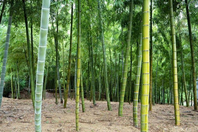 【筍 専門店】※2026年4月中旬～発送※ 京の伝統野菜京たけのこ（塚原たけのこ） 261009_A-HR001