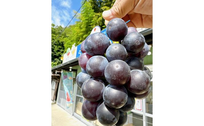 【先行予約】樹上完熟藤稔 1.2kg（2～3房入り）（2026年8月中旬～発送） 大粒 甘い 巨峰種 ふじみのり フルーツ 果物 ふるさと納税 ぶどう グレープ 農家直送 果樹園直送 生産者応援 農家応援　BF00013
