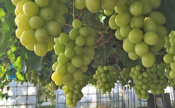 青森県産 シャインマスカット 秀品 1房 約600g 果物 ぶどう フルーツ 豊かな甘み 種無し 皮ごと 大粒 化粧箱入り デザート 