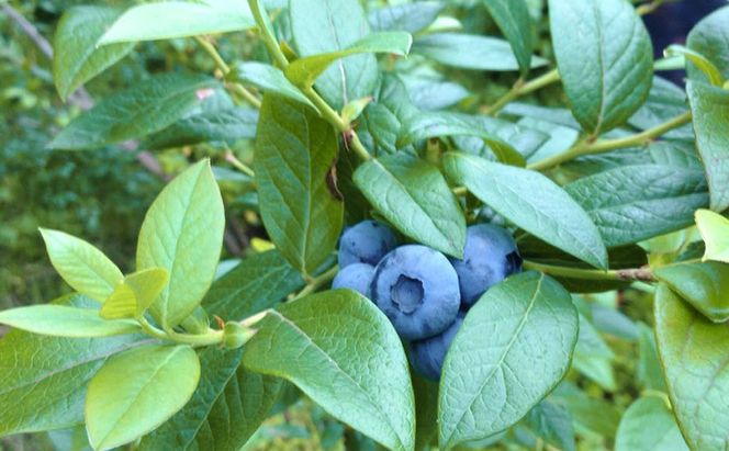 北海道仁木町産 ミニトマト100％ジュース1000ml×6本・自然栽培ブルーベリージャム120g×2本セット 栽培期間中 除草剤・化学農薬・化学肥料不使用 野菜ジュース 果汁飲料 野菜飲料 [iori farm hokkaido]