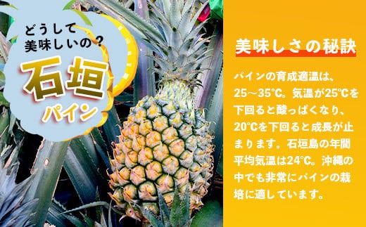 【先行予約】《2026年5月上旬頃より順次発送》石垣島産 スナックパイン (3玉 約3kg) 【 産地直送 沖縄 石垣 パイナップル パイン スナック フルーツ トロピカル 南国 】TP-7-1