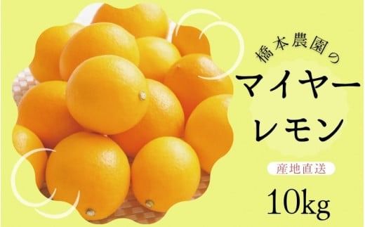 【先行予約】橋本農園のマイヤーレモン 10kg【2026年12月中旬から2027年1月中旬までに順次発送】 / レモン マイヤーレモン 檸檬 先行予約【mht007】