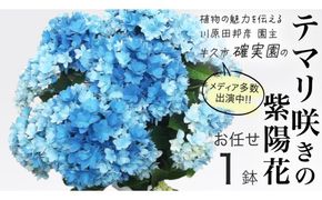 ≪先行予約≫ アジサイ テマリ咲き【 おまかせ 1点 】【2026年4月上旬頃より発送開始】植物 花 インテリア フラワー 紫陽花 お花 園芸 初夏 贈り物 ギフト ガーデニング 母の日 [BG004us]