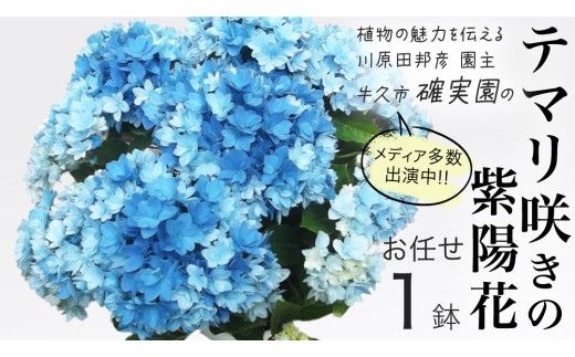 ≪先行予約≫ アジサイ テマリ咲き【 おまかせ 1点 】【2026年4月上旬頃より発送開始】植物 花 インテリア フラワー 紫陽花 お花 園芸 初夏 贈り物 ギフト ガーデニング 母の日 [BG004us]