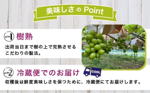 【早期予約】訳あり シャインマスカット 約1kg 樹熟 1～2房｜ 富山県産 マスカット ぶどう ブドウ 葡萄 ※北海道・沖縄・離島への配送不可 ※2026年10月～発送