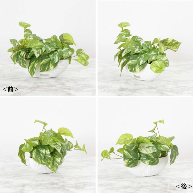 アートフラワー エミリオ・ロバ ポトスS TTTTA-04070