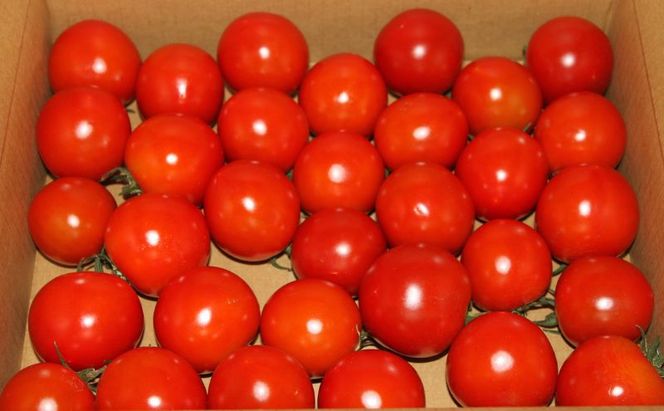 【2026年夏発送】完熟 富良野 ミニトマト 約3kg 野菜 トマト 新鮮 直送 朝採り北海道