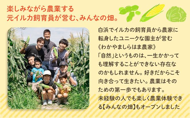 しらはまコンメシ 2袋 セット わかやましらはま農家 特製 炊き込みご飯の素 304018_DK01