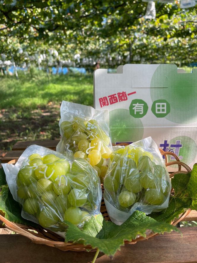 ［先行予約］和歌山 有田産 マスカットオブアレキサンドリア 約1kg 2～3房 ［2026年8月下旬より順次発送予定］  	DU04