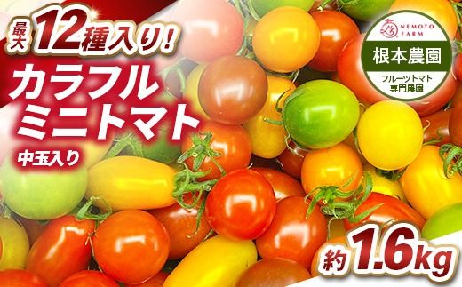 根本農園のカラフルミニトマト 約1.6kg | 野菜 トマト ミニトマト 水切り 濃厚 贈り物 新鮮 ビタミン 美容 健康 ※2026年1月上旬～4月下旬頃に順次発送予定