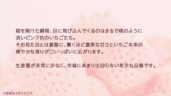 ピンクいちご 大粒 250g（8～12粒）×4パック【2025年12月上旬発送開始】(茨城県共通返礼品：大子町) いちご 苺 果物 フルーツ 果実