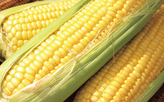 向井さんが作ったとうもろこし ゴールドラッシュ 朝もぎ直送［Lサイズ10本］※8月下旬より順次出荷 先行予約 野菜 朝採り 生 野菜 産地直送 ジューシー 焼きとうもろこし コーンスープ BBQ