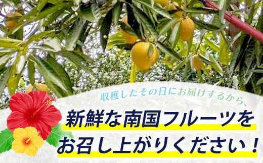 旬の南国フルーツ詰め合わせ！農薬を使わず、森のような畑で栽培する特別な果物 10月から3月は一番人気の文旦が主役！【 沖縄 石垣島 石垣島産 フルーツ 果物 セット 詰合せ 農薬不使用 】OI-19-1