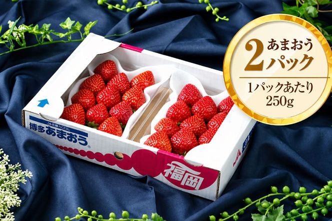 いちご あまおう 福岡産あまおう 冬 2パック 【期間限定発送】 [南国フルーツ 福岡県 宇美町 um40azo970039] 先行予約 イチゴ 苺 フルーツ 果物 果実 甘い あまい 小分け