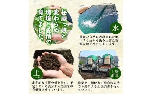 【期間限定・数量限定】鹿児島県志布志産 摘果メロン(子メロン・小メロン) 2kg a0-330-02