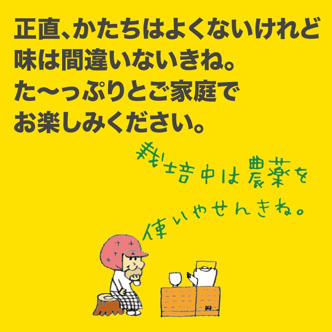 【2026年発送】岡林農園の(家庭用)土佐文旦(約5kg/8～12玉) 栽培期間中 農薬不使用
