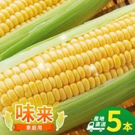 とうもろこし 味来 家庭用 5本 訳アリ トウモロコシ 宮城県産 甘い 夏 朝採れ 訳あり 産地直送 宮城県 大河原町