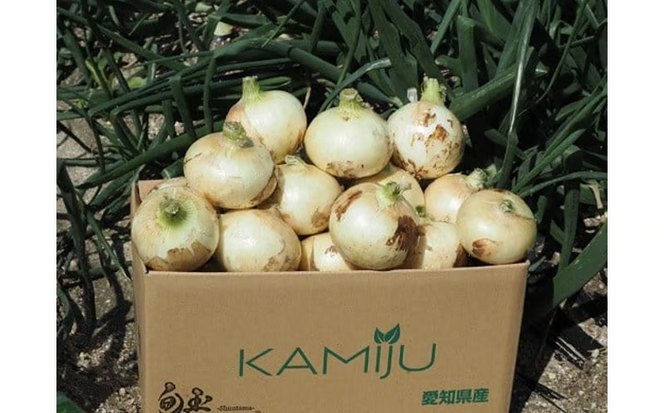 (2026年発送)【お試し】新玉ねぎ 生がおいしい 神重農産のブランド玉ねぎ「旬玉」3kg ブランド玉ねぎ 玉ねぎ 国産 愛知県産 野菜 やさい 農家直送 畑直送 旬 期間限定 たまねぎ 先行予約 旬 特産 高評価 高リピート 人気 H105-174