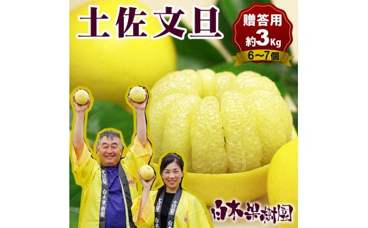 【先行予約】【果樹園直送】土佐文旦 特選品贈答用 約3kg L～2Lサイズ 6～7個入り〈2027年2月中旬～3月中旬頃発送〉  /  ぶんたん ブンタン フルーツ 柑橘 みかん 果物 くだもの 柑橘類 デザート おやつ 高知県 土佐市【白木果樹園】 [BQAI005]