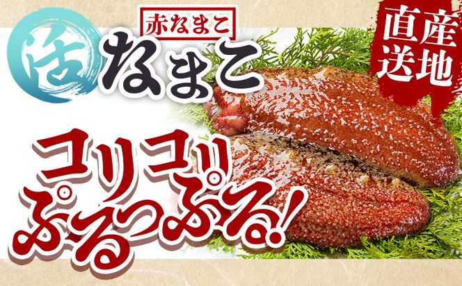 活ナマコ 1.5kg 赤ナマコ - 国産 産地直送 赤なまこ なまこ ナマコ 海鼠 海産物 海鮮 魚介類 刺身 刺し身 炒め物 塩辛 このわた えび蔵 高知県 香南市 冷蔵 eb-0030