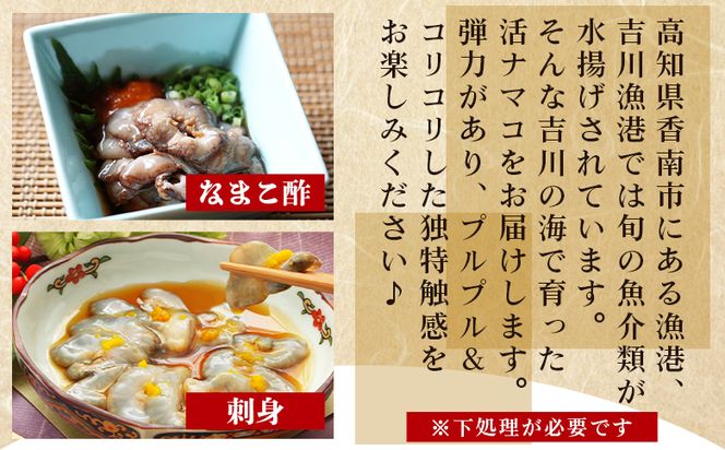 活ナマコ 1.5kg 赤ナマコ - 国産 産地直送 赤なまこ なまこ ナマコ 海鼠 海産物 海鮮 魚介類 刺身 刺し身 炒め物 塩辛 このわた えび蔵 高知県 香南市 冷蔵 eb-0030