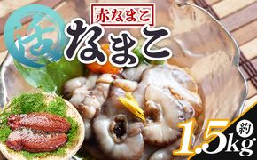 活ナマコ 1.5kg 赤ナマコ - 国産 産地直送 赤なまこ なまこ ナマコ 海鼠 海産物 海鮮 魚介類 刺身 刺し身 炒め物 塩辛 このわた えび蔵 高知県 香南市 冷蔵 eb-0030