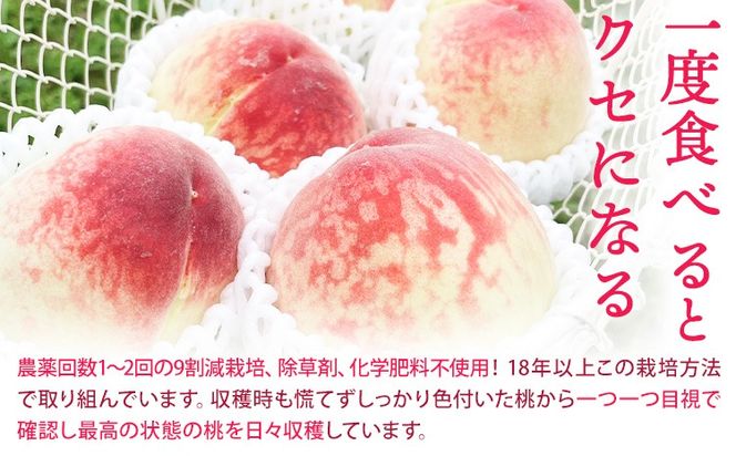 和歌山県産の桃 選べる内容量 約900g (3玉入り) 約1.8kg (5～8玉入り) 約3.8kg (10～18玉入り) GREEN JUNCTION株式会社《2025年6月中旬-2025年8月末頃出荷》和歌山県 紀の川市 桃 果物 果実 フルーツ 自然栽培 送料無料---wsk_cgjt3_6c8m_24_8000_3t---